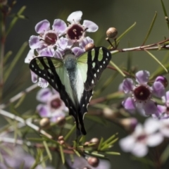 Graphium macleayanum (Macleay's Swallowtail) at Acton, ACT - 27 Sep 2018 by AlisonMilton