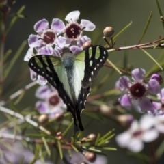 Graphium macleayanum (Macleay's Swallowtail) at Acton, ACT - 27 Sep 2018 by Alison Milton