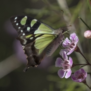 Graphium macleayanum at Acton, ACT - 27 Sep 2018