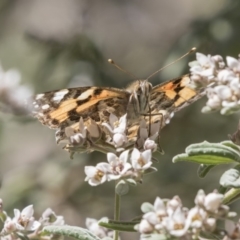 Vanessa kershawi (Australian Painted Lady) at Acton, ACT - 27 Sep 2018 by Alison Milton