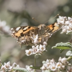 Vanessa kershawi (Australian Painted Lady) at Acton, ACT - 27 Sep 2018 by AlisonMilton