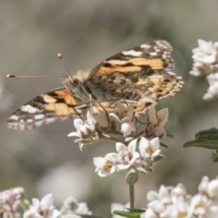 Vanessa kershawi at Acton, ACT - 27 Sep 2018