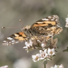 Vanessa kershawi at Acton, ACT - 27 Sep 2018