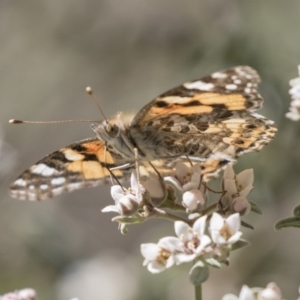 Vanessa kershawi at Acton, ACT - 27 Sep 2018 11:25 AM