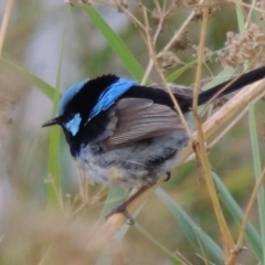 Malurus cyaneus (Superb Fairywren) at Paddys River, ACT - 27 Dec 2014 by michaelb