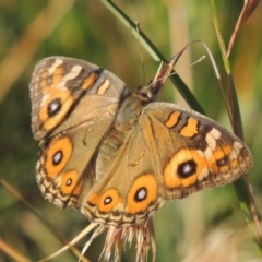 Junonia villida (Meadow Argus) at Tennent, ACT - 31 Dec 2014 by michaelb