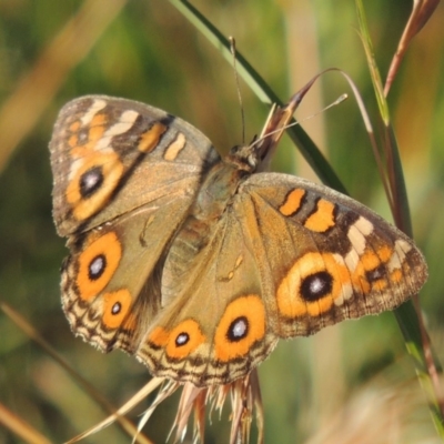 Junonia villida (Meadow Argus) at Tennent, ACT - 31 Dec 2014 by MichaelBedingfield