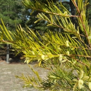 Acacia floribunda at Isaacs, ACT - 28 Sep 2018