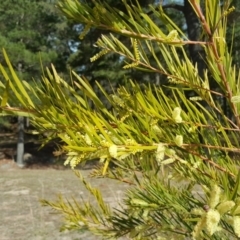 Acacia floribunda (White Sally Wattle, Gossamer Wattle) at Isaacs Ridge and Nearby - 28 Sep 2018 by Mike