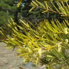 Acacia floribunda at Isaacs, ACT - 28 Sep 2018