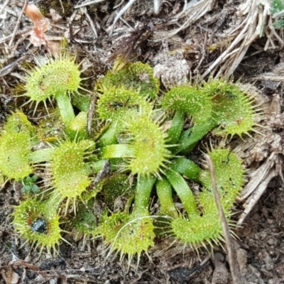 Drosera (genus) (A Sundew) at Isaacs Ridge - 22 Sep 2018 by Mike