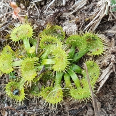 Drosera sp. (A Sundew) at Isaacs Ridge and Nearby - 22 Sep 2018 by Mike