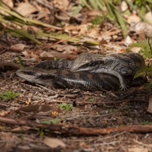 Tiliqua scincoides scincoides at undefined - 9 Sep 2018