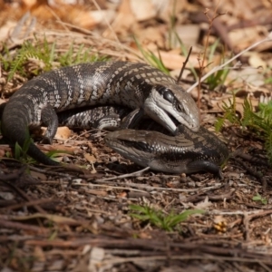 Tiliqua scincoides scincoides at undefined - 9 Sep 2018