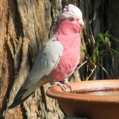 Eolophus roseicapilla at Conjola, NSW - 15 Jan 2019