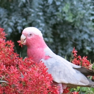 Eolophus roseicapilla at Conjola, NSW - 15 Jan 2019