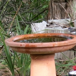 Rhipidura albiscapa at Conjola, NSW - 6 Sep 2018