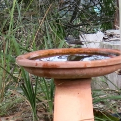 Rhipidura albiscapa at Conjola, NSW - 6 Sep 2018 10:18 AM