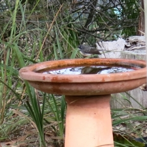 Rhipidura albiscapa at Conjola, NSW - 6 Sep 2018