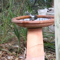 Rhipidura albiscapa at Conjola, NSW - 6 Sep 2018 10:18 AM