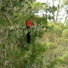 Alisterus scapularis (Australian King-Parrot) at Conjola, NSW - 27 Sep 2018 by Margieras