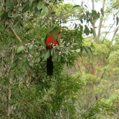 Alisterus scapularis (Australian King-Parrot) at Conjola, NSW - 27 Sep 2018 by Margieras