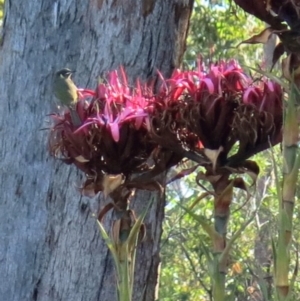 Meliphaga lewinii at Conjola, NSW - 29 Aug 2018