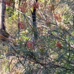 Meliphaga lewinii at Conjola, NSW - 29 Aug 2018