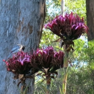 Anthochaera carunculata at Conjola, NSW - 5 Sep 2018