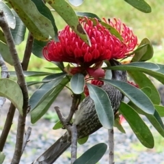 Anthochaera carunculata at Conjola, NSW - 5 Sep 2018