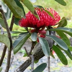 Anthochaera carunculata at Conjola, NSW - 5 Sep 2018 09:45 AM