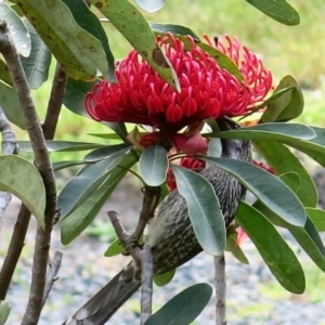 Anthochaera carunculata at Conjola, NSW - 5 Sep 2018 09:45 AM