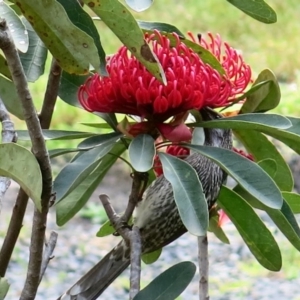 Anthochaera carunculata at Conjola, NSW - 5 Sep 2018