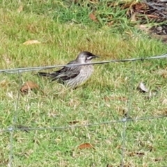 Anthochaera carunculata at Conjola, NSW - 5 Sep 2018 09:45 AM