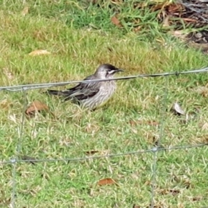 Anthochaera carunculata at Conjola, NSW - 5 Sep 2018