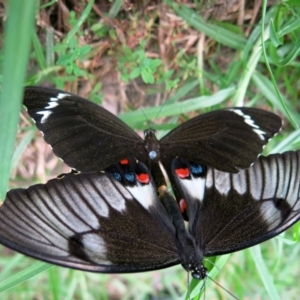 Papilio aegeus at Conjola, NSW - 25 Jan 2017