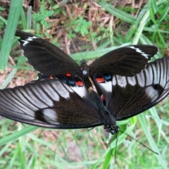 Papilio aegeus at Conjola, NSW - 25 Jan 2017