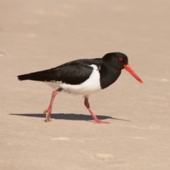 Haematopus longirostris (Australian Pied Oystercatcher) at Undefined - 9 Sep 2018 by Margieras