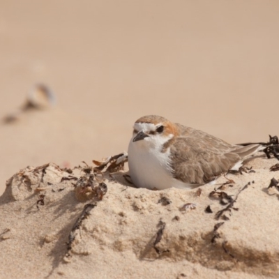 Anarhynchus ruficapillus (Red-capped Plover) at Undefined - 9 Sep 2018 by Margieras