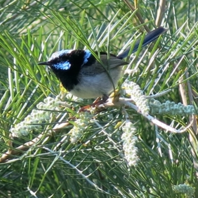 Malurus cyaneus (Superb Fairywren) at Conjola, NSW - 9 Jan 2019 by Margieras