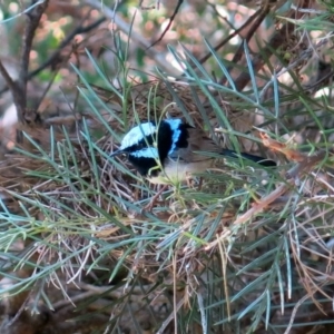 Malurus cyaneus at Conjola, NSW - 9 Jan 2019 10:06 AM