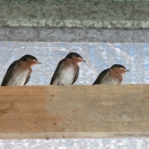 Hirundo neoxena at Conjola, NSW - 21 Nov 2016