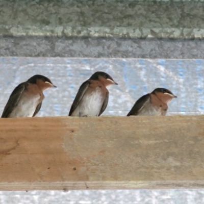 Hirundo neoxena (Welcome Swallow) at Conjola, NSW - 21 Nov 2016 by Margieras