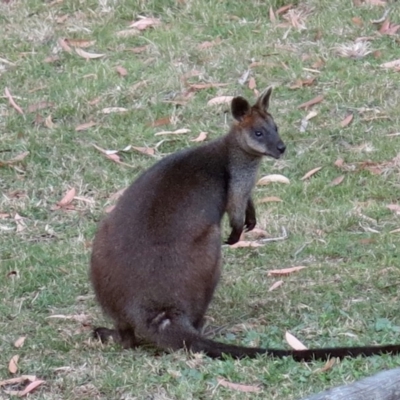 Wallabia bicolor (Swamp Wallaby) at Conjola, NSW - 14 Sep 2018 by Margieras