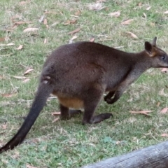 Wallabia bicolor at Conjola, NSW - 15 Sep 2018