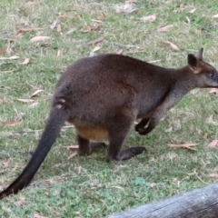 Wallabia bicolor at Conjola, NSW - 15 Sep 2018 06:41 AM