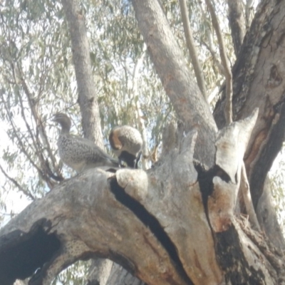 Chenonetta jubata (Australian Wood Duck) at Red Hill Nature Reserve - 27 Sep 2018 by MichaelMulvaney