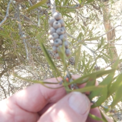 Callistemon sp. (A Bottlebrush) at Callum Brae - 28 Sep 2018 by MichaelMulvaney