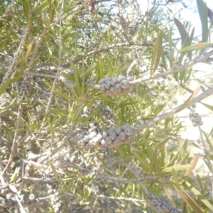 Callistemon sp. at Jerrabomberra, ACT - 28 Sep 2018