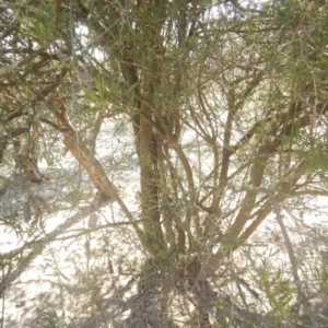 Callistemon sp. at Jerrabomberra, ACT - 28 Sep 2018